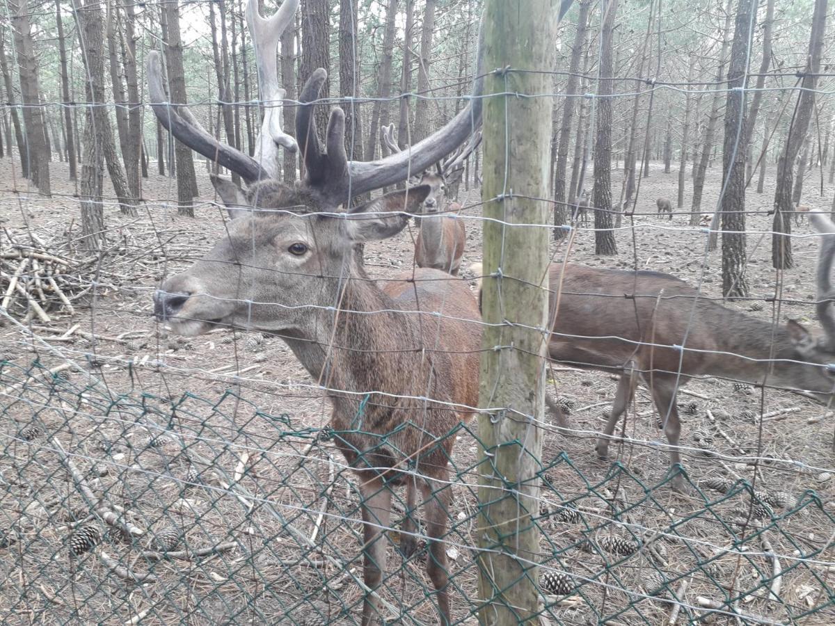 Aconchego Alojamento Local Nazaré Zewnętrze zdjęcie